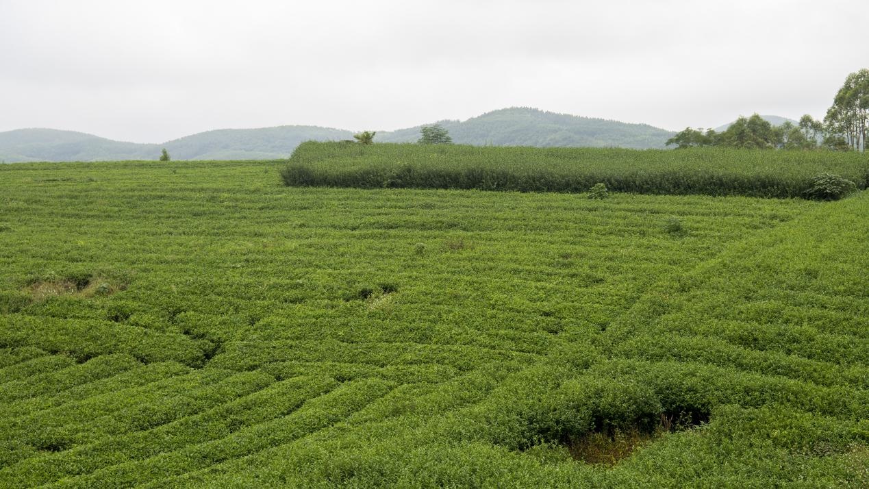 广西千年古琶茶香“飘”世界